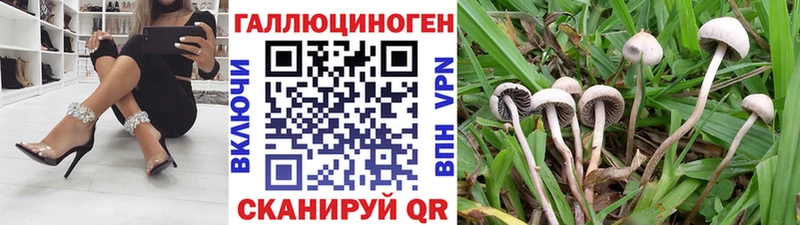 MEGA как войти  Суджа  Галлюциногенные грибы мицелий  дарнет шоп 